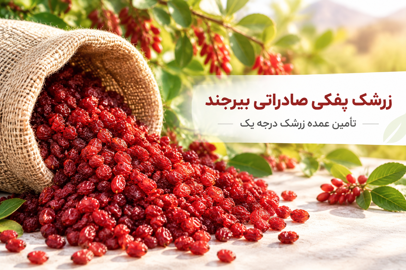 زرشک پفکی بیرجند درجه یک صادراتی؛ بار پفکی تازه با رنگ یکدست آماده فروش عمده توسط مجموعه آرتین